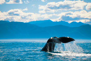 Whale Tail in Kaikoura - NZ Shore Excursions